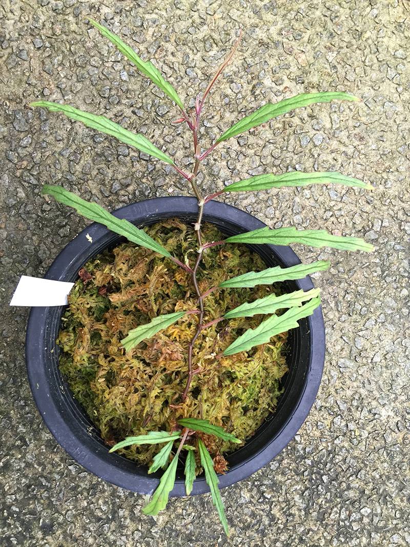 B. henrilaportei